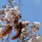 Frühling kommt