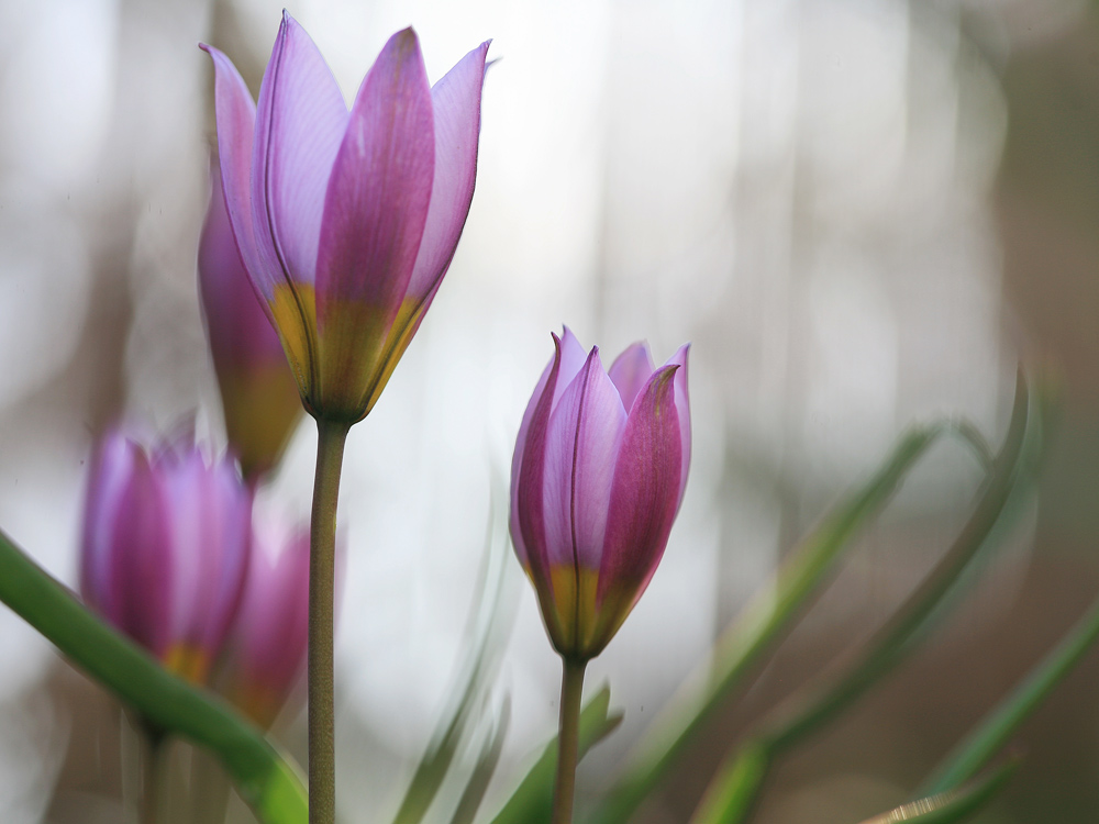 Frühling kommt...