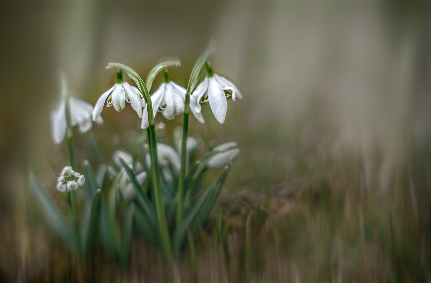 Frühling kommt ...