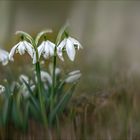 Frühling kommt ...