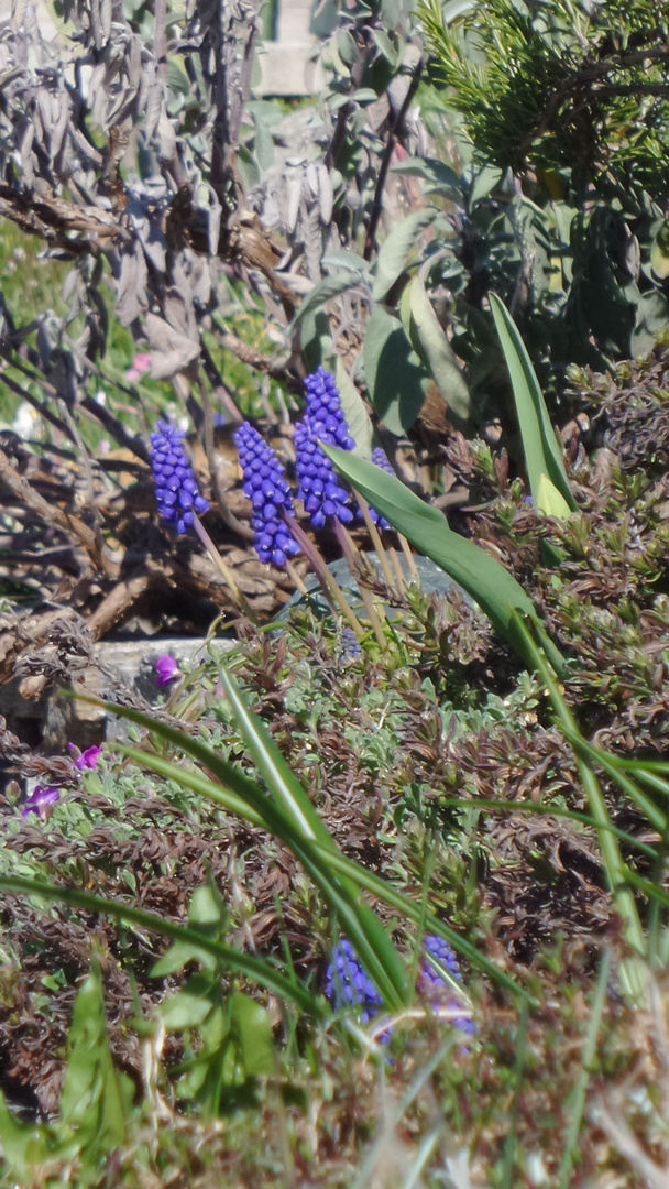 Frühling kommt