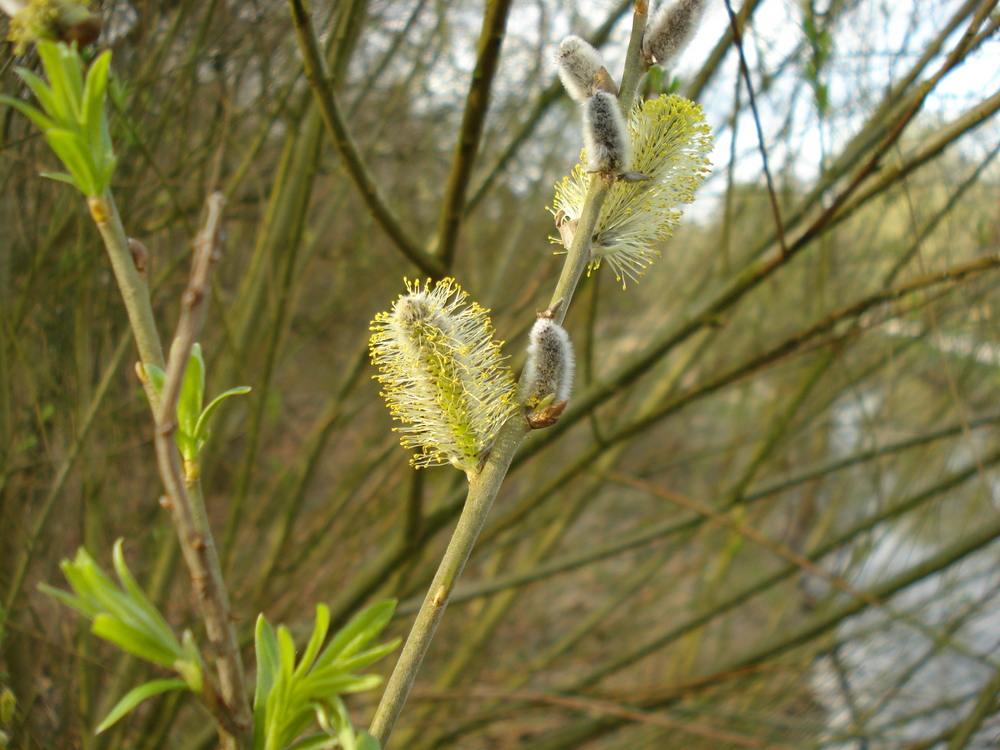 Frühling kommt!!!