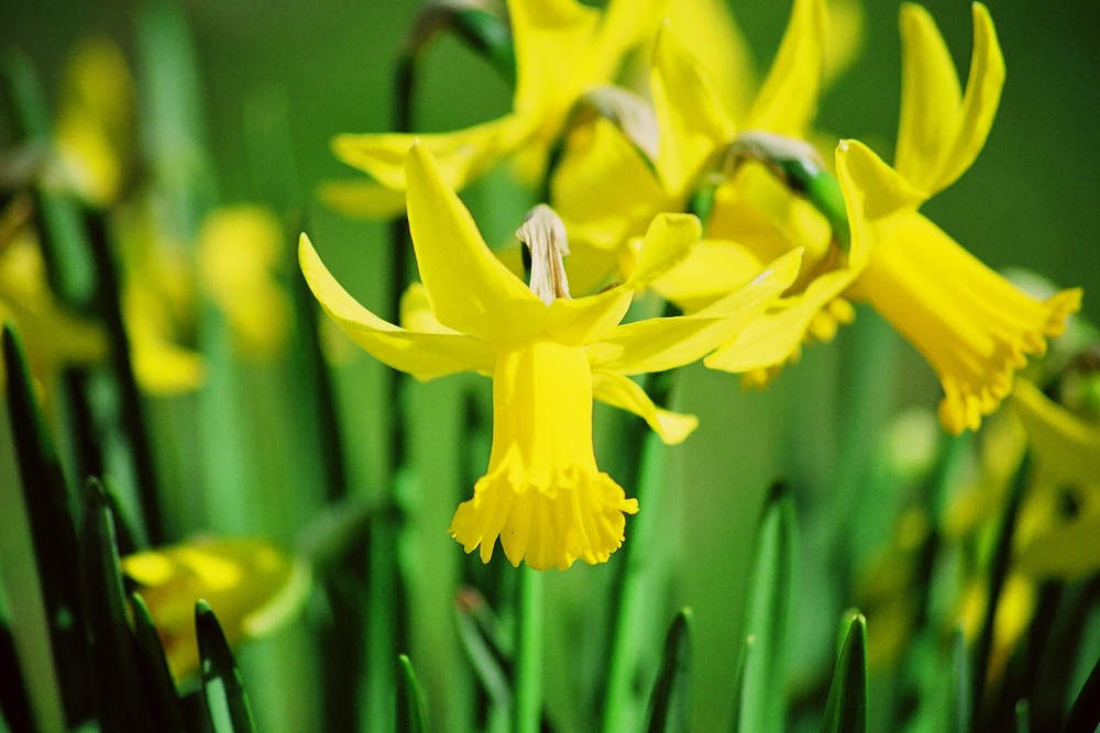 Frühling kommt ...