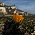 Frühling kommt !