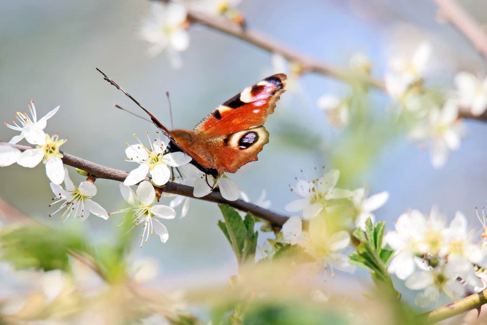 Frühling kommt Foto & Bild frühling, natur, insekten Bilder auf