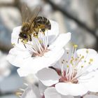 Frühling kommt bald!!!