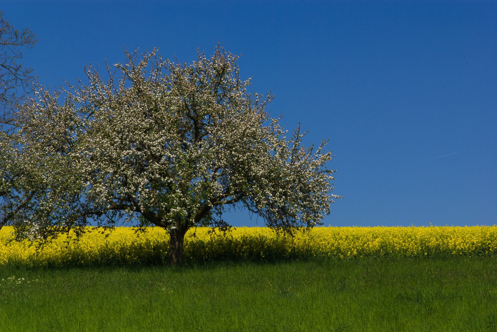 Frühling (kommt bald)