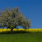 Frühling (kommt bald)