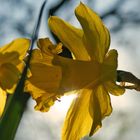 Frühling kommt bald