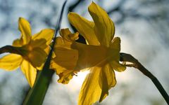 Frühling kommt bald