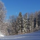 Frühling kommt bald wieder