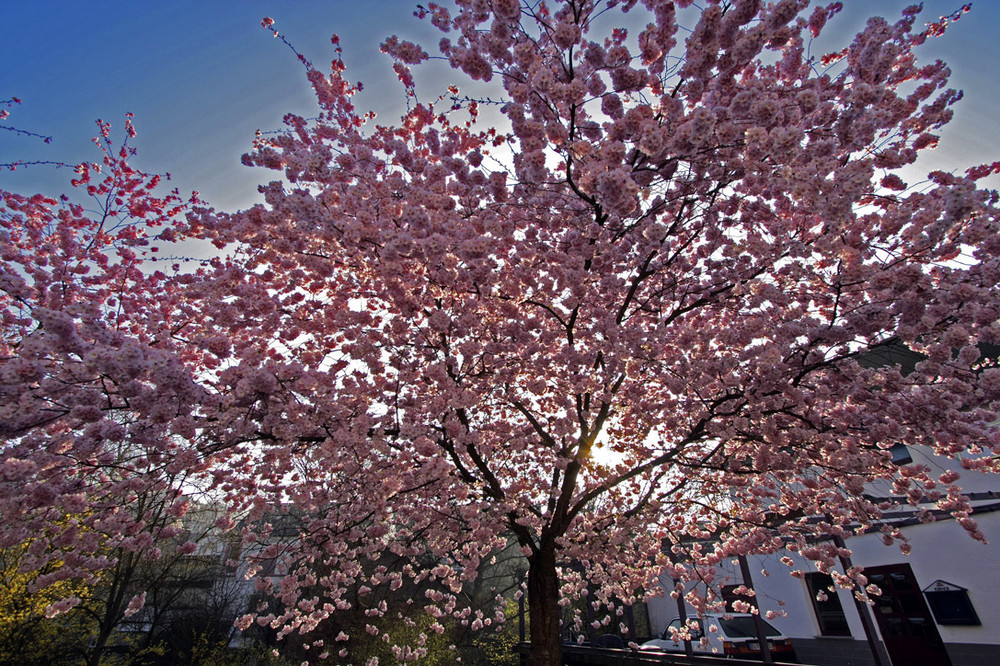 Frühling kommt bestimmt