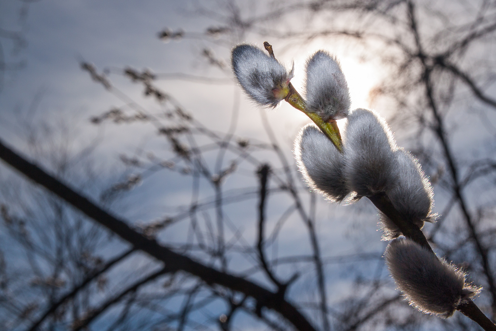 Frühling kommt