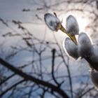 Frühling kommt