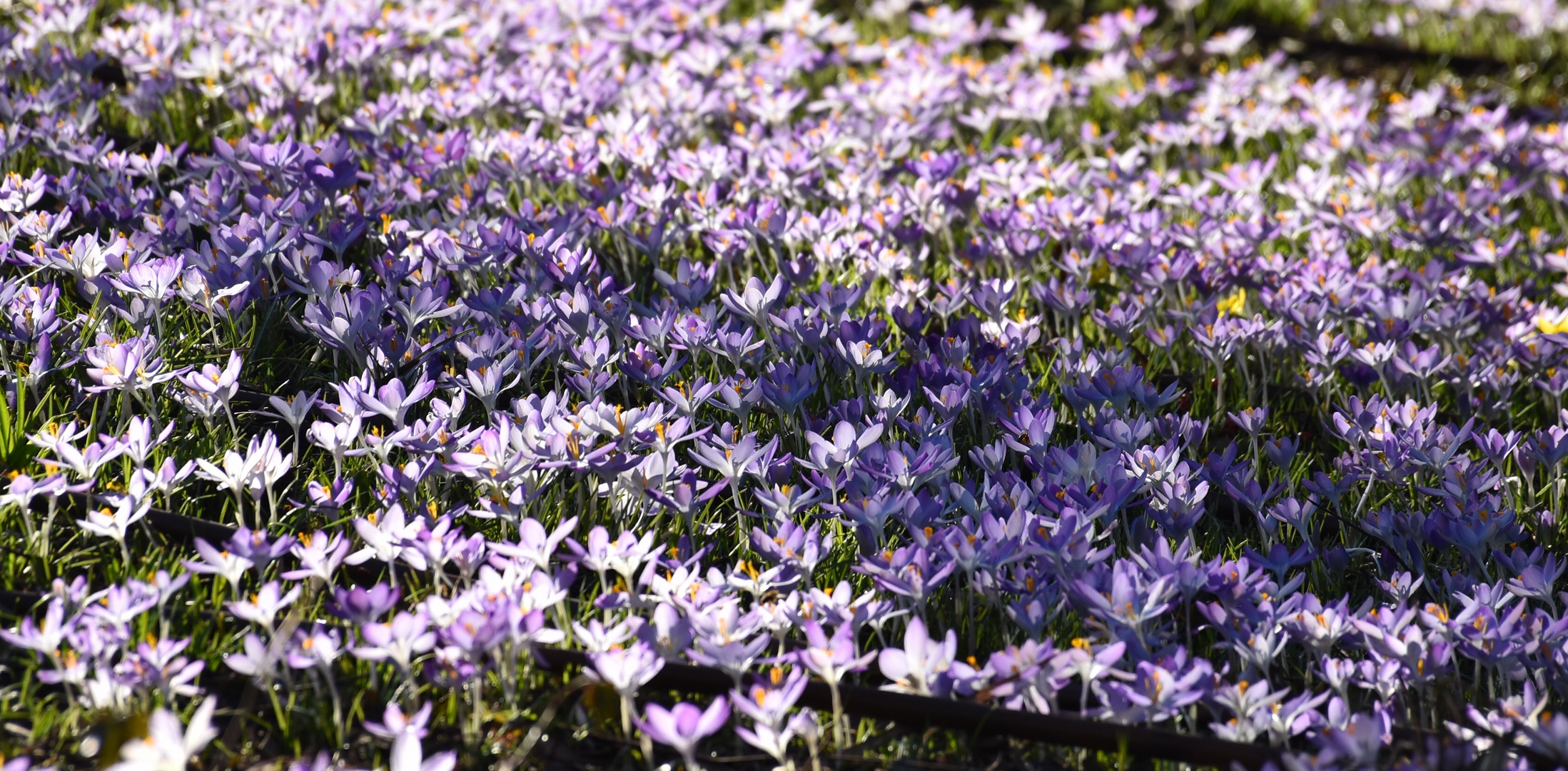 Frühling kommt