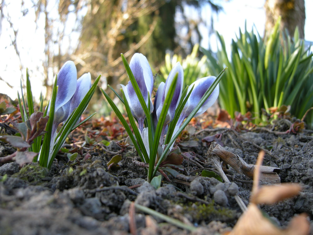 Frühling kommt!