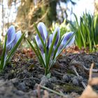 Frühling kommt!