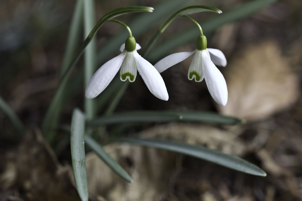 Frühling kommt