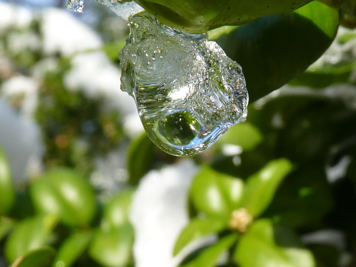 Frühling - kommt er endlich ? Ein Wassertropfen verläßt das Eis.