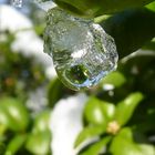 Frühling - kommt er endlich ? Ein Wassertropfen verläßt das Eis.