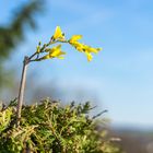 Frühling kommt