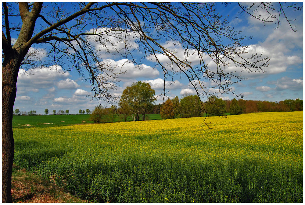 Frühling kommt ins Land