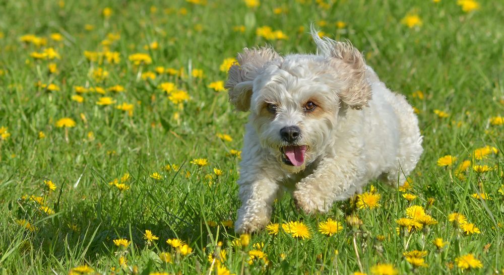 Frühling kommt mit Gewalt