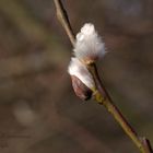 Frühling kommt mit großen Schritten