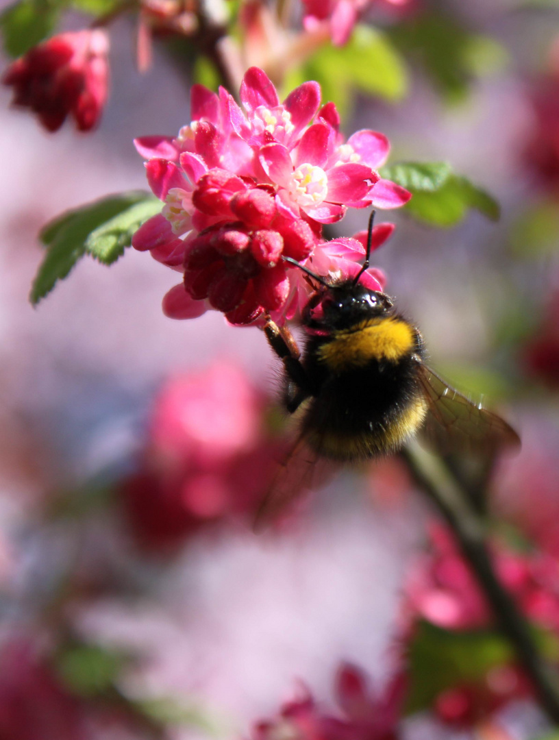 Frühling kommt wieder