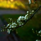 Frühling kommt zaghaft aber früh...