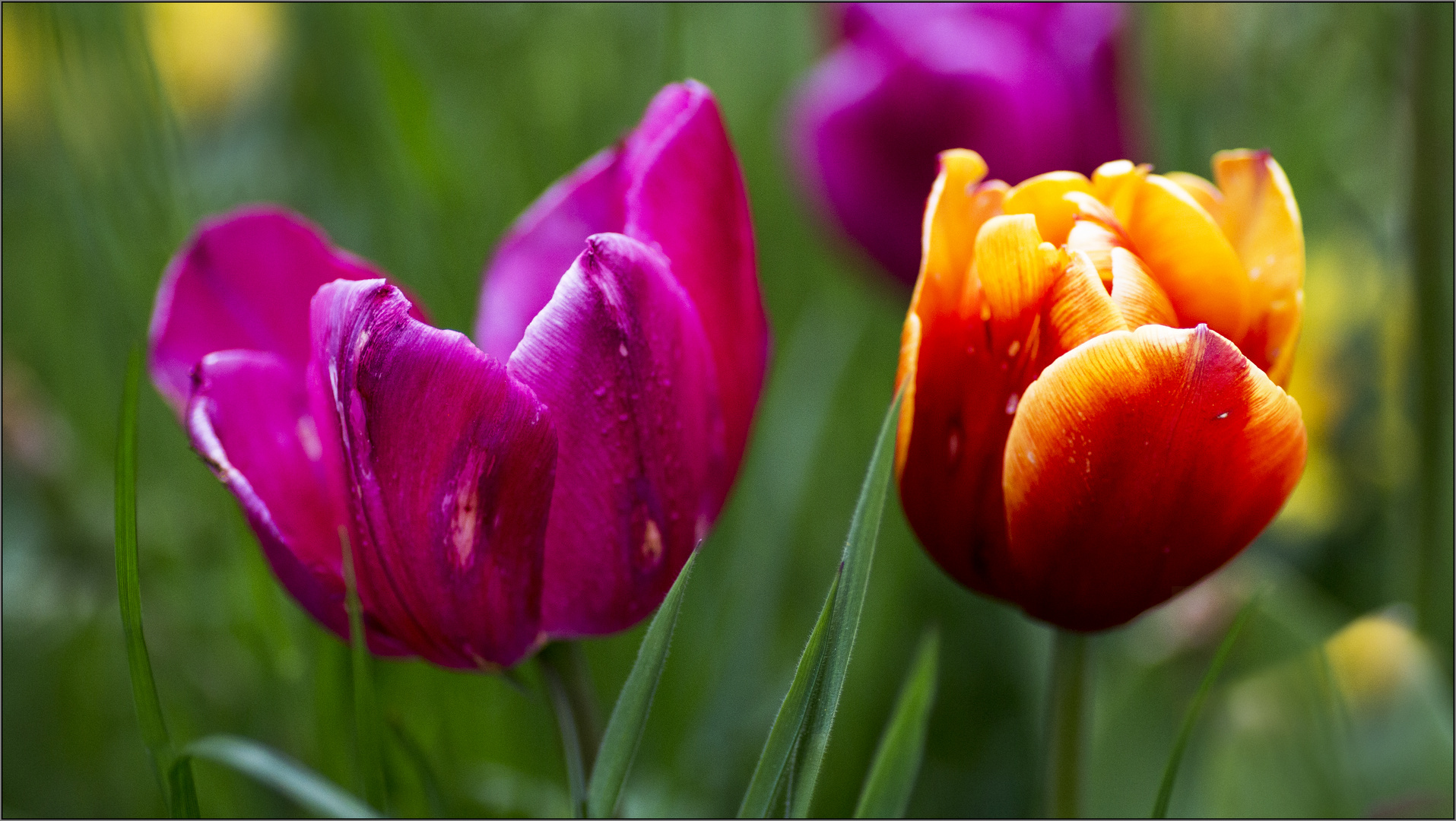 Frühling komplementär