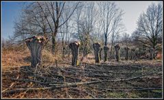 Frühling   Kopfweidenschnitt am Niederrhein