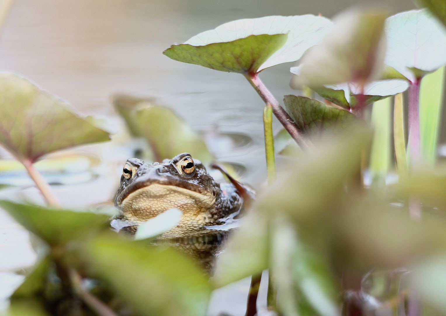 Frühling - Kröten im Wasser