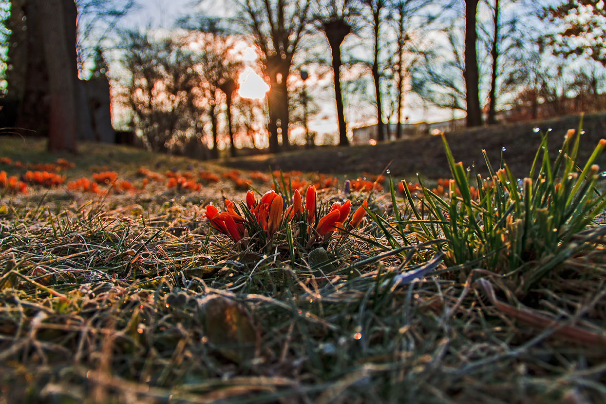 Frühling_ Krokus