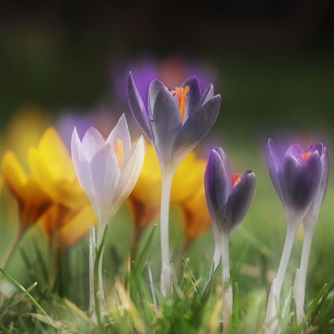 frühling : krokus