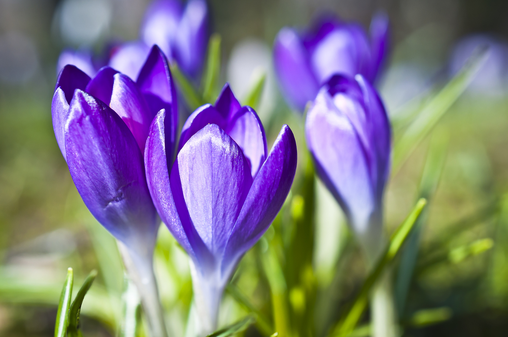 Frühling Krokuswiese