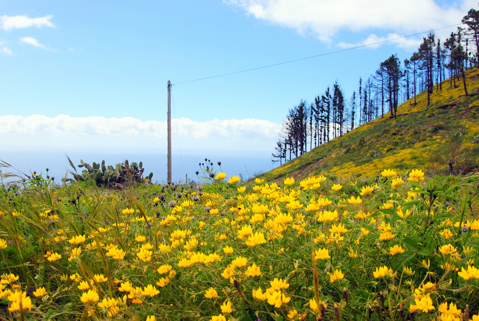 Frühling La Palma