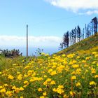 Frühling La Palma