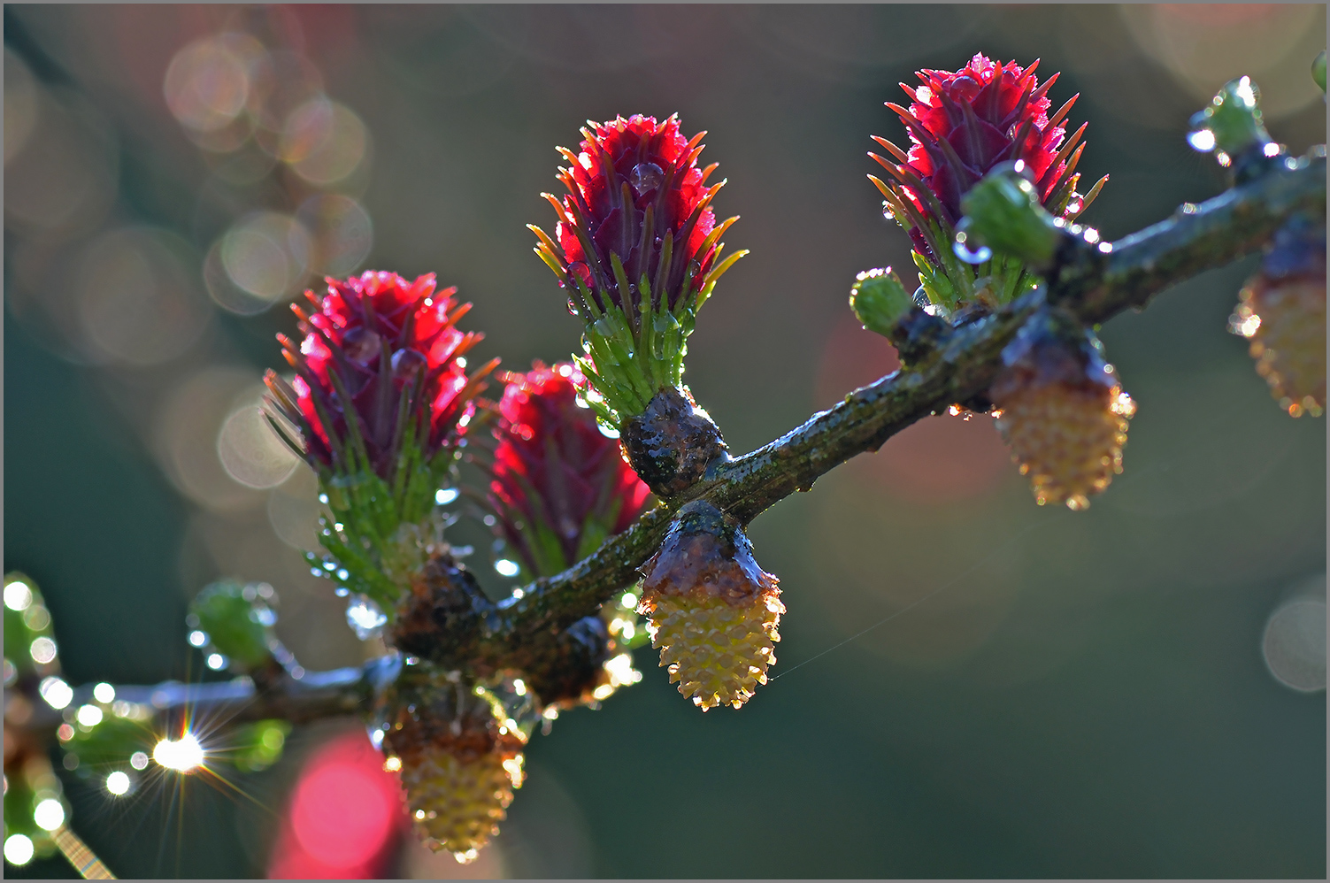 Frühling  -  Lärche