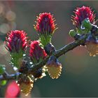 Frühling  -  Lärche