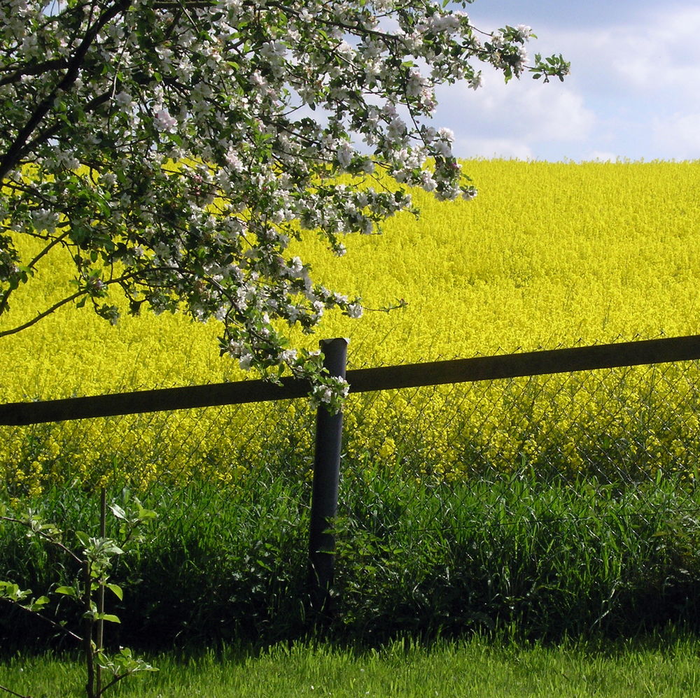 Frühling läßt . . .