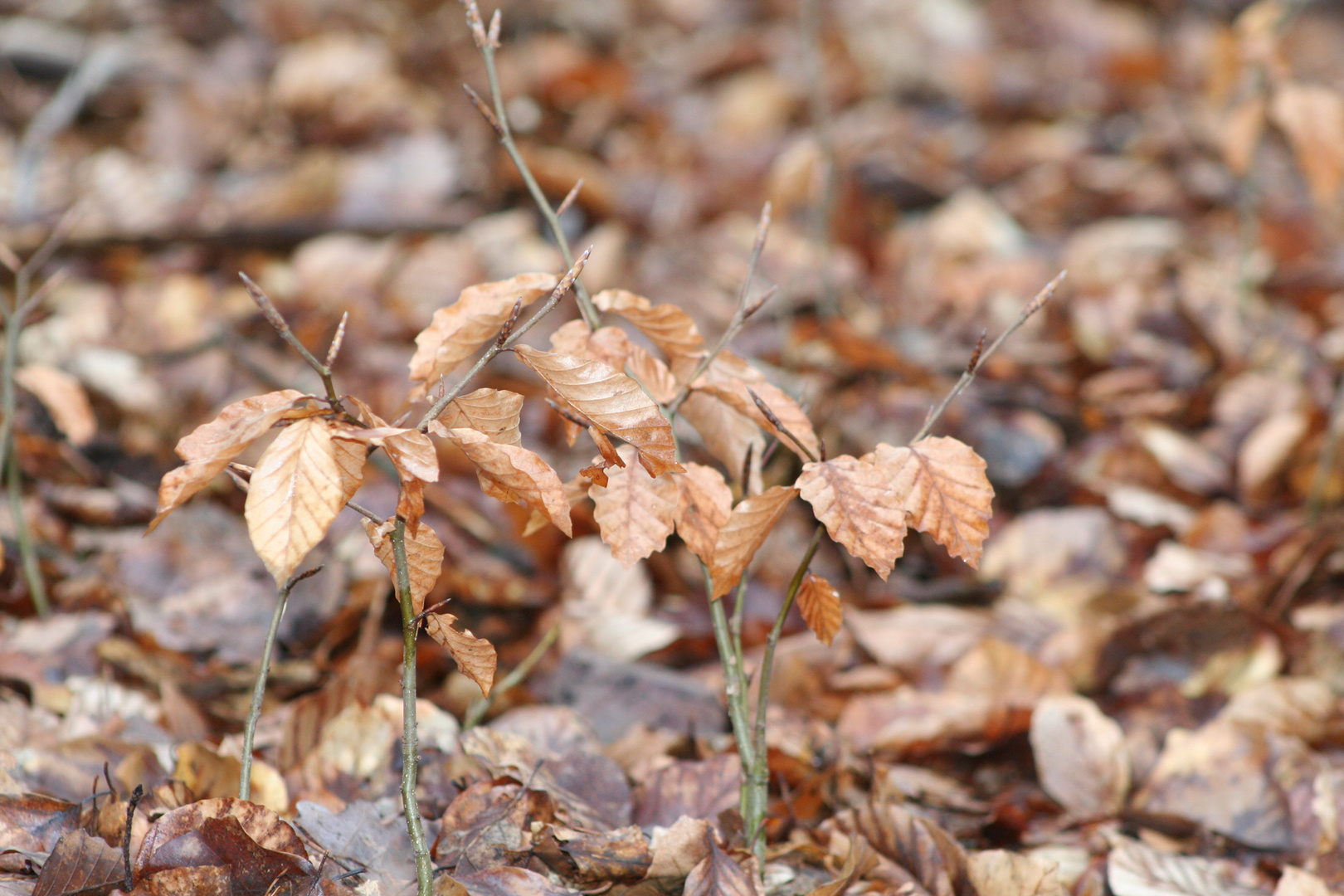 Frühling lässt auf sich warten