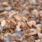 Frühling lässt auf sich warten