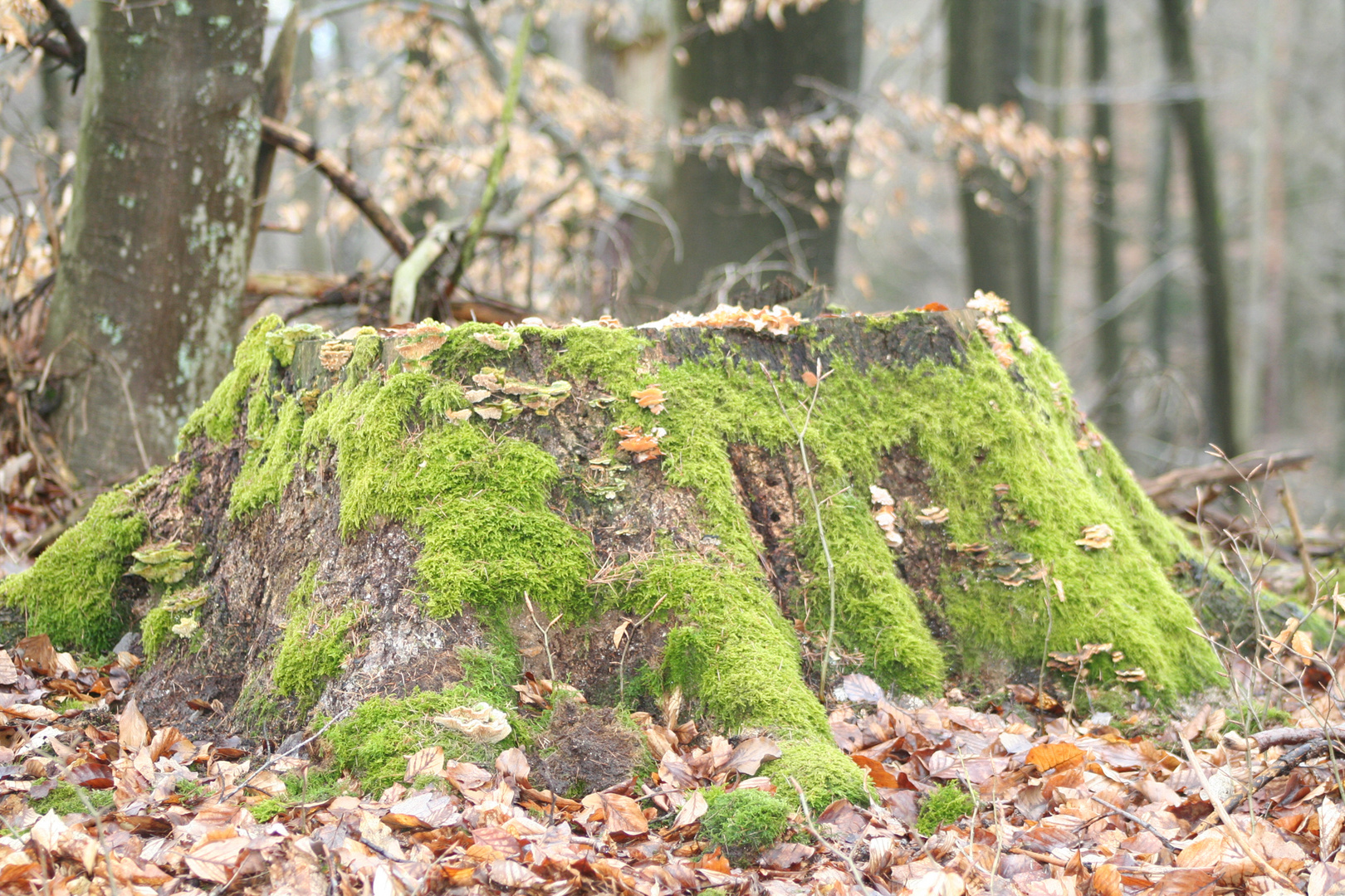 Frühling lässt auf sich warten