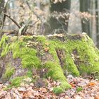 Frühling lässt auf sich warten