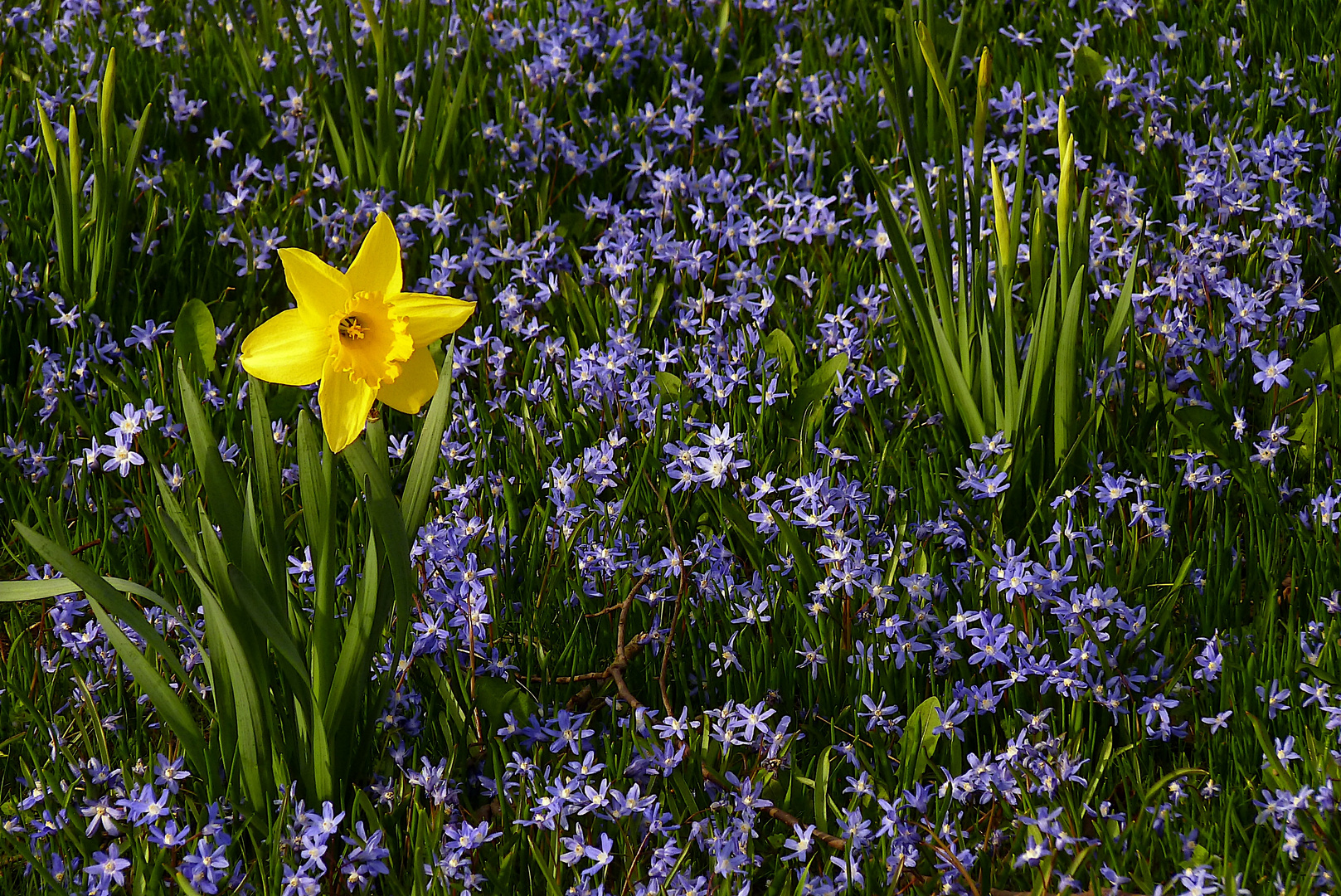 Frühling lässt....