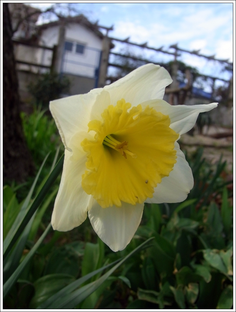 Frühling lässt