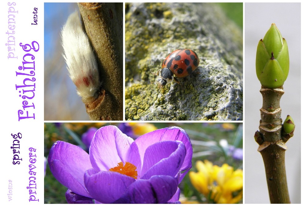 Frühling lässt....