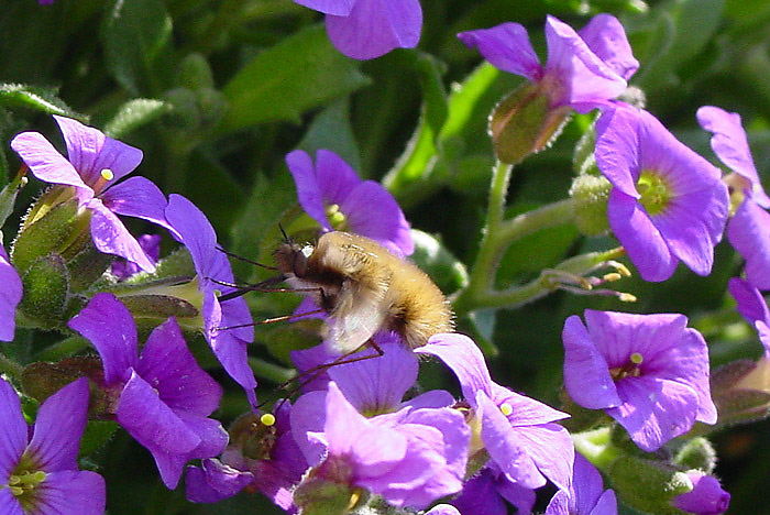 .Frühling läßt den Wollschweber fliegen..