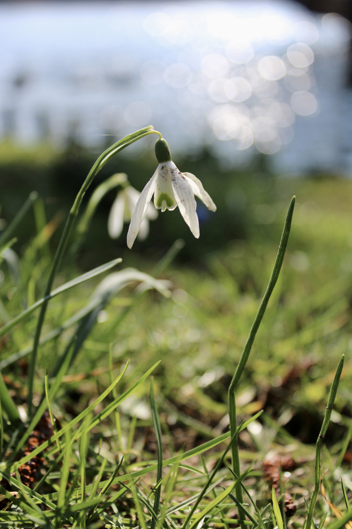 Frühling lässt grüßen 